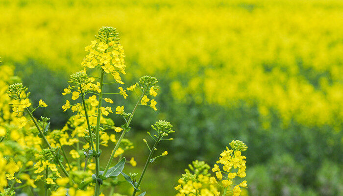 油菜花粉的妙用——888贵宾会带你了解它